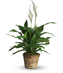 Simply Elegant Spathiphyllum - Small from Clermont Florist & Wine Shop, flower shop in Clermont
